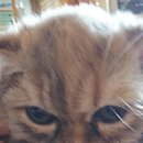 오원석 황금동물병원 이미지