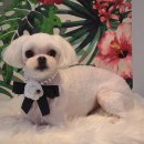 그루밍 펫 뷰티샵 이미지