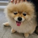 폼폼애견 | 강아지가 보고 싶어 찾아간 폼폼카페 (애견카페) 내돈내산 솔직후기