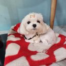 개린이 집합소 이미지