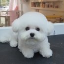 몽그라미펫 이미지