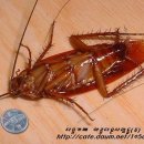 바퀴벌레