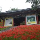 꽃무릇공원 이미지