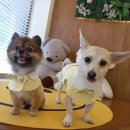 댕구르르 유치원 이미지