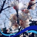동편로 49번길 24 | 안양 외벽청소 봄 내음 속에 진행된 이틀간의 정성, 교회의 빛을 되찾다