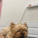 마이뷰티독 이마트 청계점 이미지