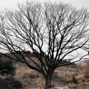 양성지묘역 및 신도비 이미지