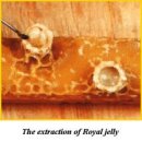 꿀의 진실과 효능 ..프로폴리스 로얄제리..화분 이미지
