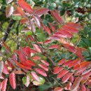 만두나무 이미지