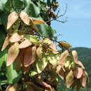 오동나무 이미지