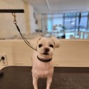 미소댕댕 이미지