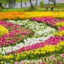 (야간)봄을 맞이하는 마크라메 | "튤립 270만 송이가 한 번에 핍니다" 400만 구 봄꽃이 맞이하는 국내 봄 여행지