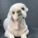 토토페키 이미지