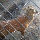 한계사슴농원 이미지