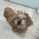 개ST하우스 이미지