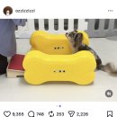 메리펫 애견유치원 이미지