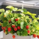 나의 작은 정원-홈 가드닝 이미지