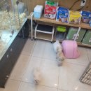 상도그 검암점 이미지