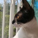 자유로 동물병원 이미지