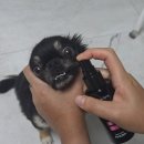 메디코스랩 | [강아지·고양이 뿌리는 치약] 칫솔 전쟁 끝! 무지조타 냄새쓱싹 스프레이 솔직 후기