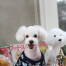 하쿠애견샵 이미지