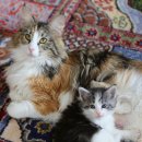 블루드라이어드 이미지