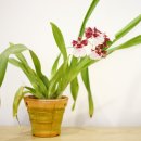 종명랜드 이미지