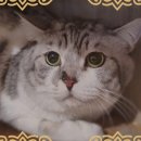 컴투펫 위탁보호센터 이미지