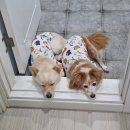 꼴랑지 | 잘 버티고, 많이 사랑한 3월