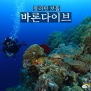 스킨스쿠버, 스킨다이빙(목) | 보홀 스킨스쿠버 다이빙샵 추천 바론다이브 내돈내산 후기