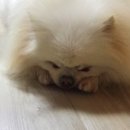 세상 편하개 네이버블로그