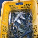 순정좌대 | 구매항 순정좌대(0928-0929)