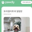 댕요일 이미지