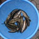 영주 매운탕 이미지