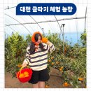 유성농장 2 | 대전 실내 가볼만한곳 겨울 귤따기 체험 농장