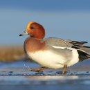 붉은머리오리 [홍머리오리 ; Eurasian Wigeon] 이미지