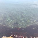 정자생아구찜 이미지