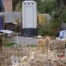 중국아줌마닭집 이미지