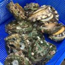 완도미성전복 이미지