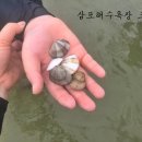 삼포모닝빌