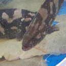 회센타포장전문점 이미지