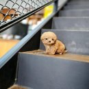 애니멀즈 강아지분양 고양이분양 천안점 이미지