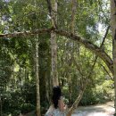 아프리카게스트하우스 | [라오스 자유여행] 꽝시폭포 가는법 총정리/꿀팁/무궁화게스트하우스 조인밴 당일예약 후기