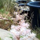 둘리 농장 이미지