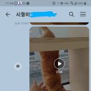 댕냥이살롱 이미지