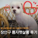 숙녀미용실 - 영주시 | [수원 애견미용] 베니의 견생 미용실, 장안구 '름자펫살롱' 말티즈 미용 내돈내산 N번째 미용 후기!