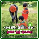쉽게 배우는 스마트폰2 | 스마트폰 대신 숲으로! 경기 광주 숲체험, 유아 초등 자연학습 총정리