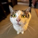 죽전동물병원 이미지