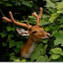 사슴은 꽃이었다 이미지