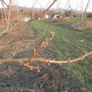 고려농원 이미지